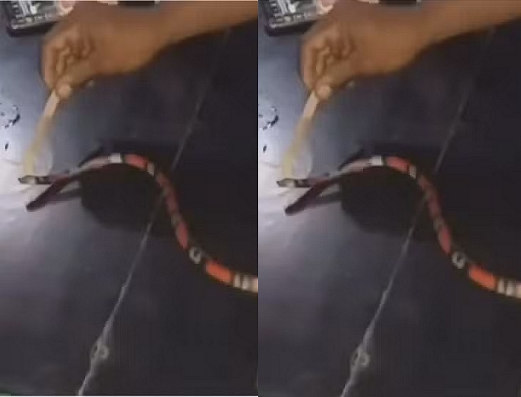 Cobra (foto Reprodução Redes Sociais) 1