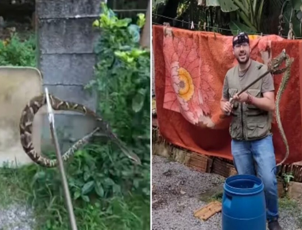 Cobra (foto Reprodução Redes Sociais) 1