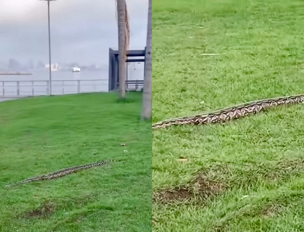 Cobra (foto Reprodução Redes Sociais) 1
