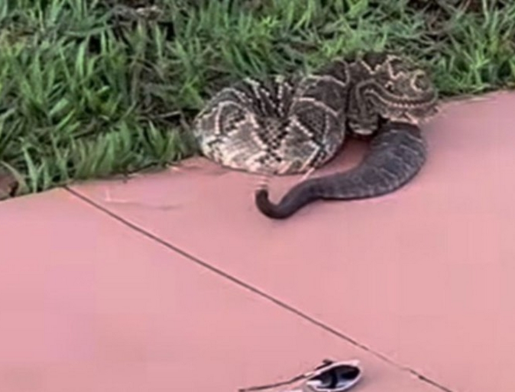 Cobra (foto Reprodução Redes Sociais) 2