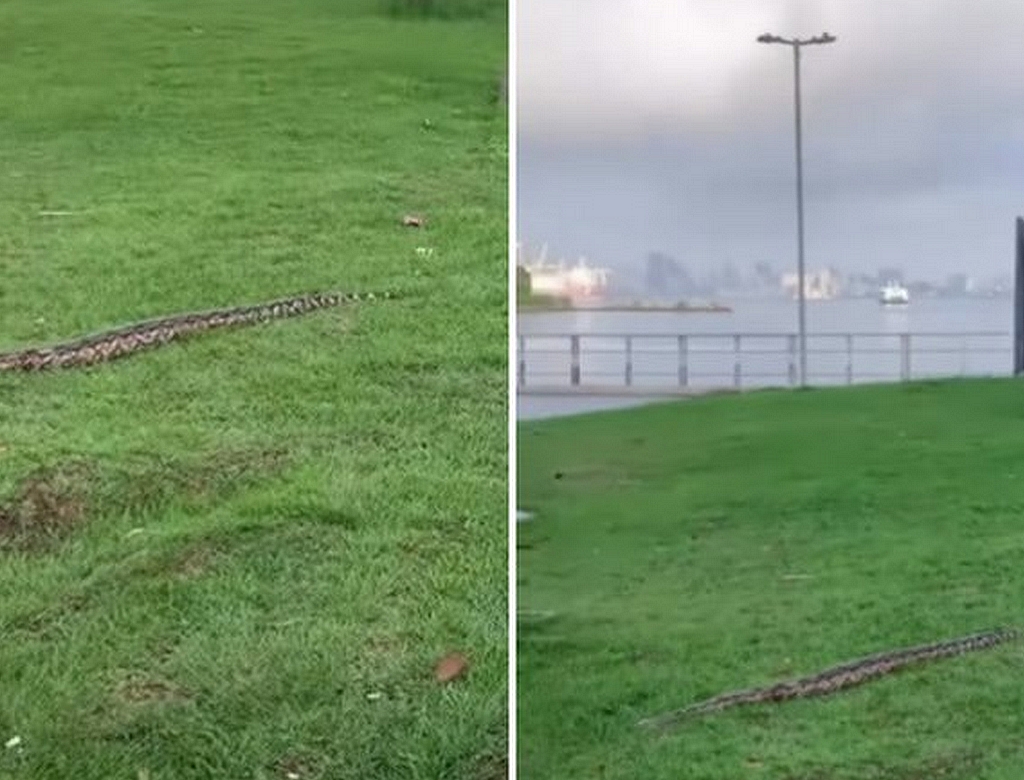 Cobra (foto Reprodução Redes Sociais) 3