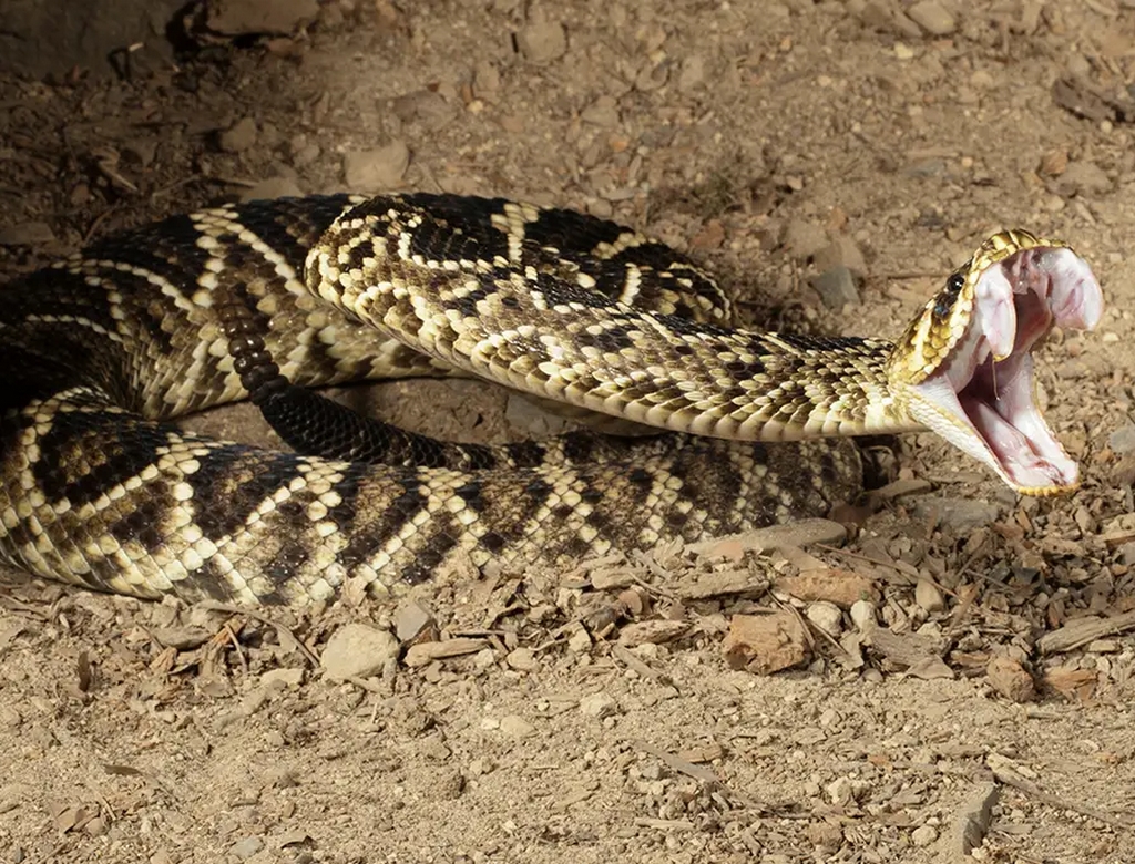 Cobra (foto Reprodução Redes Sociais)
