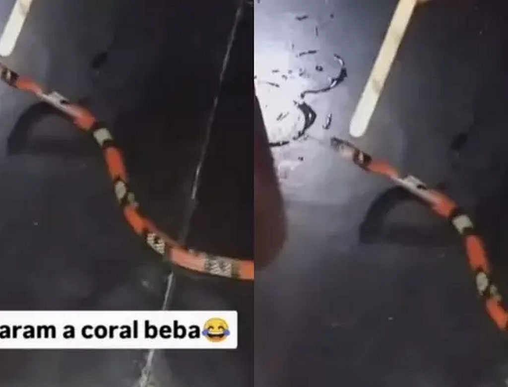 Cobra (foto Reprodução Redes Sociais)