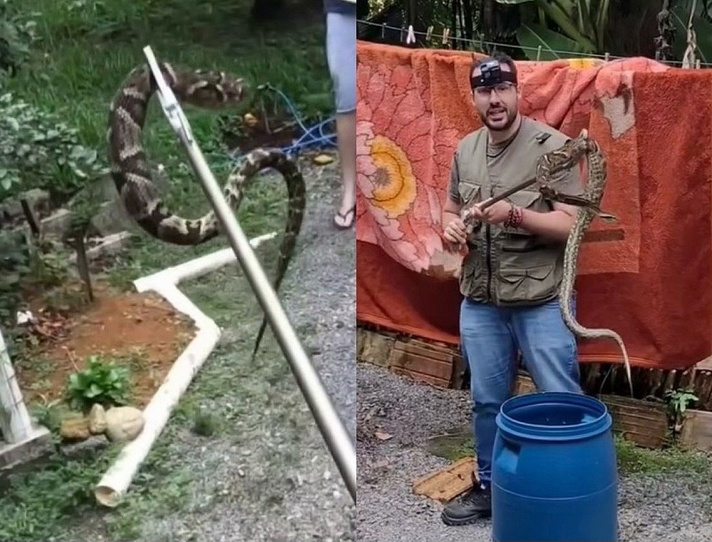 Cobra (foto Reprodução Redes Sociais)