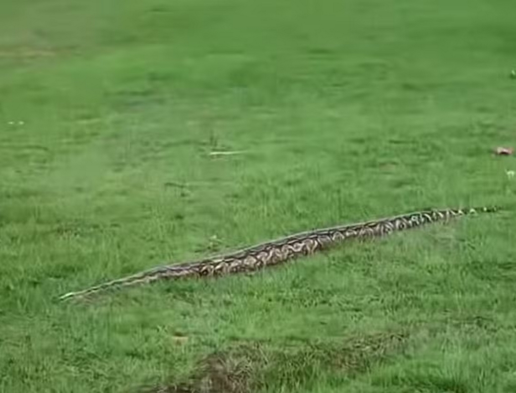 Cobra (foto Reprodução Redes Sociais)