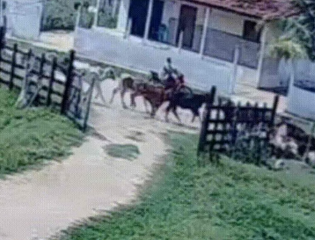 Menino salva primo de 5 anos de manada de bois (Foto Reprodução Redes Sociais)