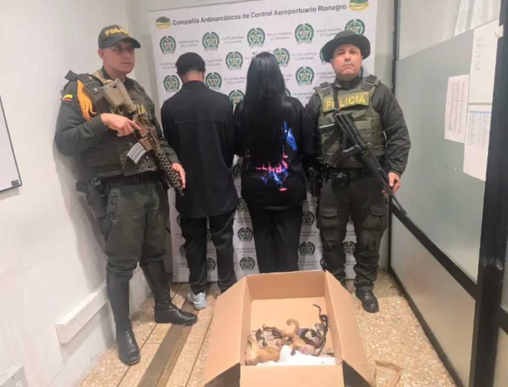 Casal é preso em aeroporto ao tentar embarcar com macacos escondidos (Foto Reprodução Redes Sociais)