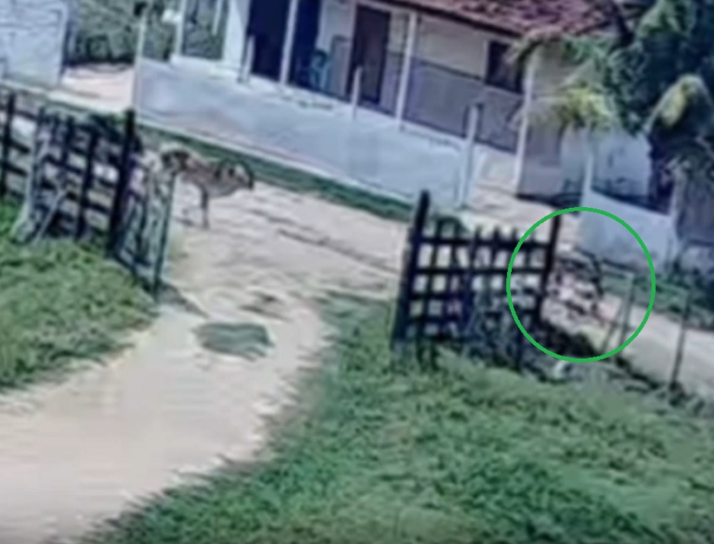 Menino salva primo de 5 anos de manada de bois (Foto Reprodução Redes Sociais)
