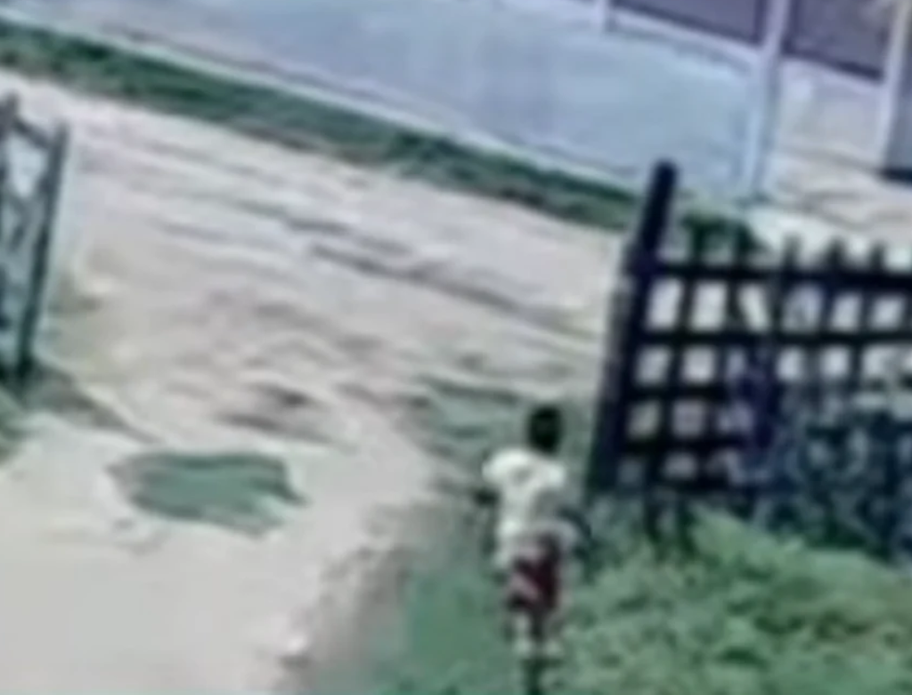 Menino salva primo de 5 anos de manada de bois (Foto Reprodução Redes Sociais)