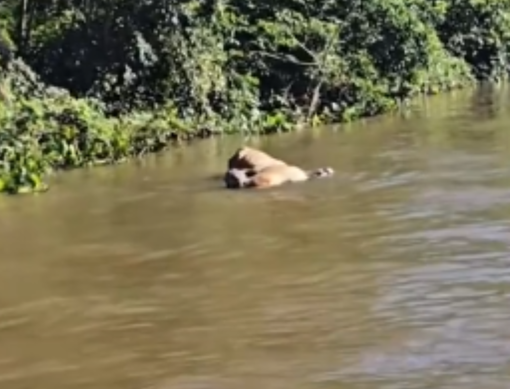 Onça-pintada é flagrada arrastando boi por rio no Pantanal (Foto Reprodução Redes Sociais)