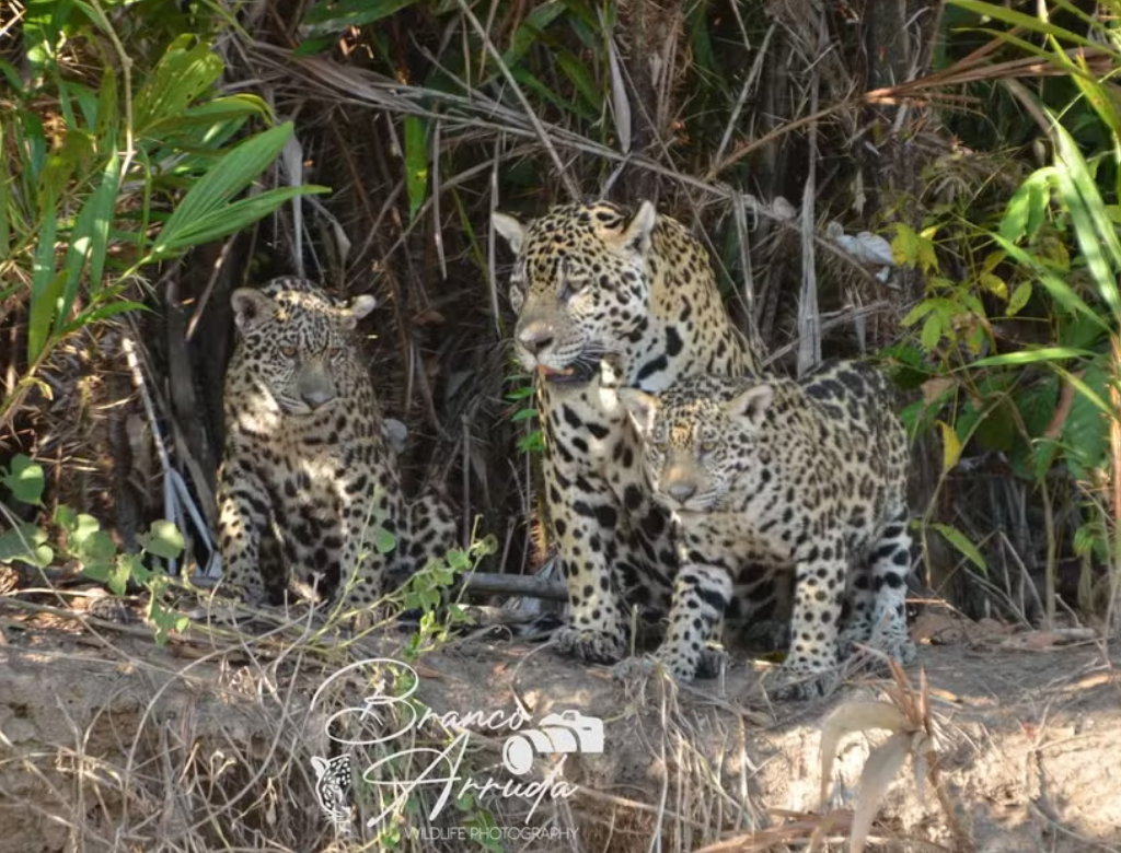 Onça-pintada é flagrada arrastando boi por rio no Pantanal (Foto Reprodução Redes Sociais)