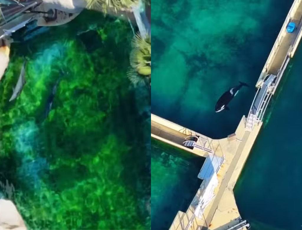 Orcas e golfinhos vivem em condições alarmantes em parque na França (Foto Reprodução Redes Sociais)