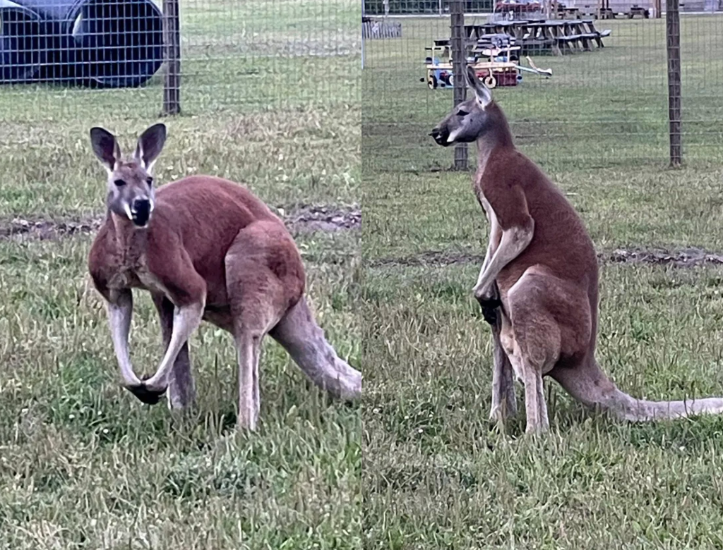 Dono De Fazenda é Morto Por Canguru Após Suposta Luta Com O Animal (foto Reprodução Redes Sociais)