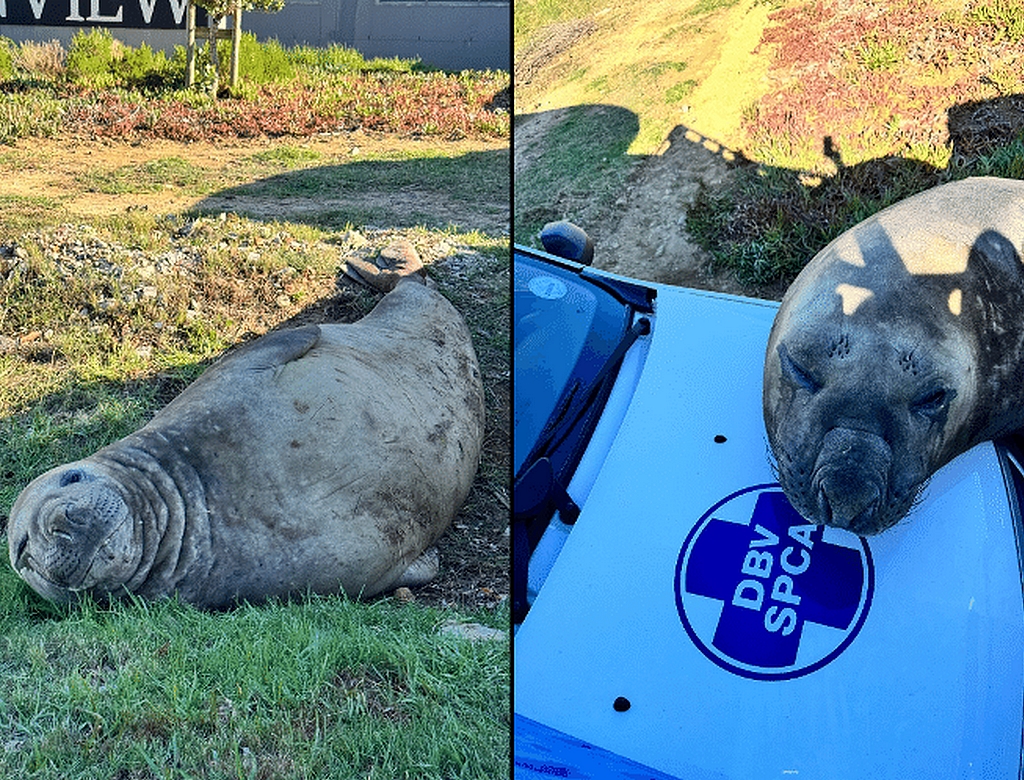 Elefante Marinho (foto Reprodução Redes Sociais) 2