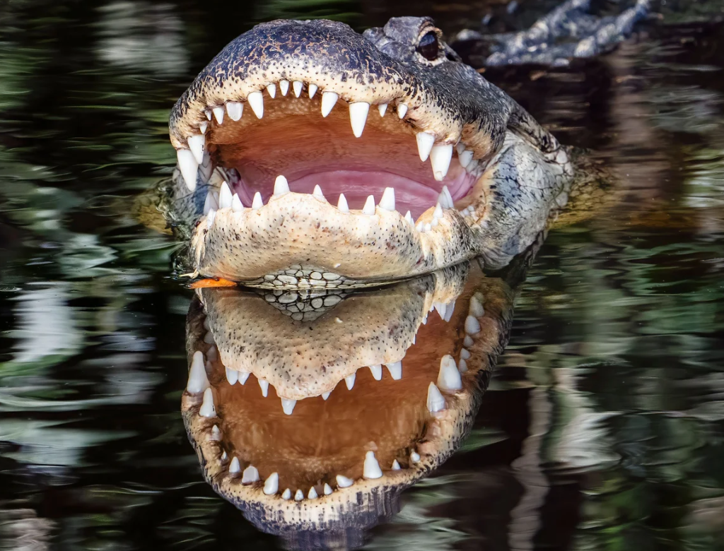 Jacaré Derruba Mulher De Canoa E A Devora (foto Reprodução Redes Sociais)