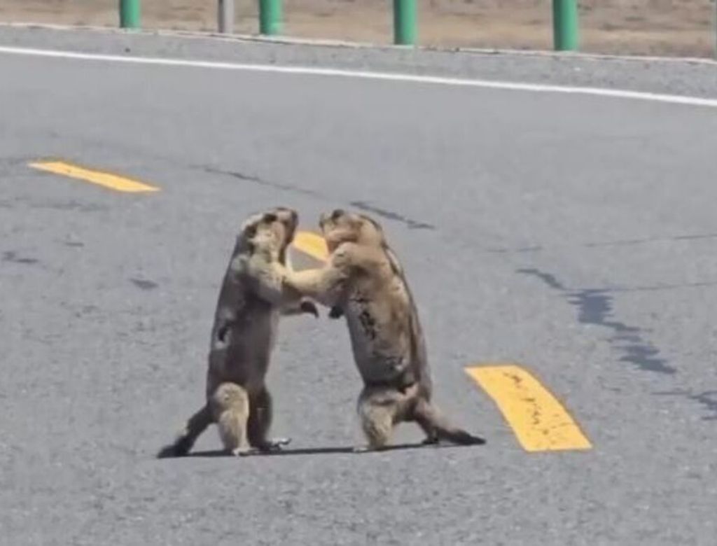 Marmotas Brigam Em Rodovia Da China 00985924 0 202505121912 1(1)