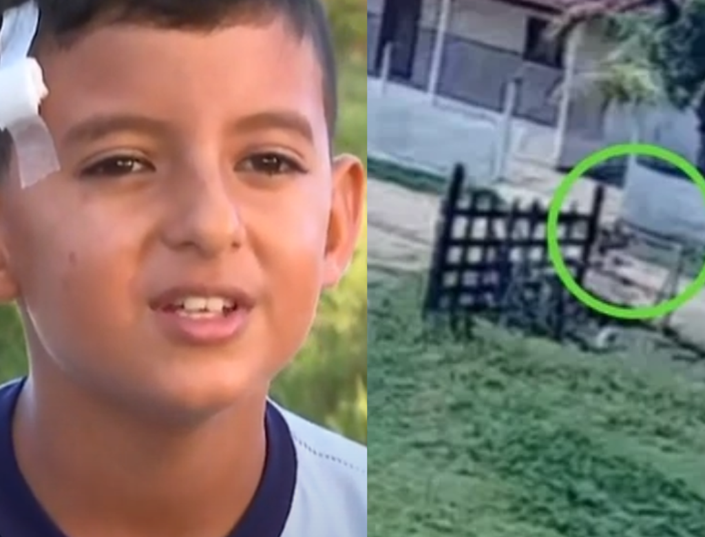 Menino Salva Primo De 5 Anos De Manada De Bois (foto Reprodução Redes Sociais)