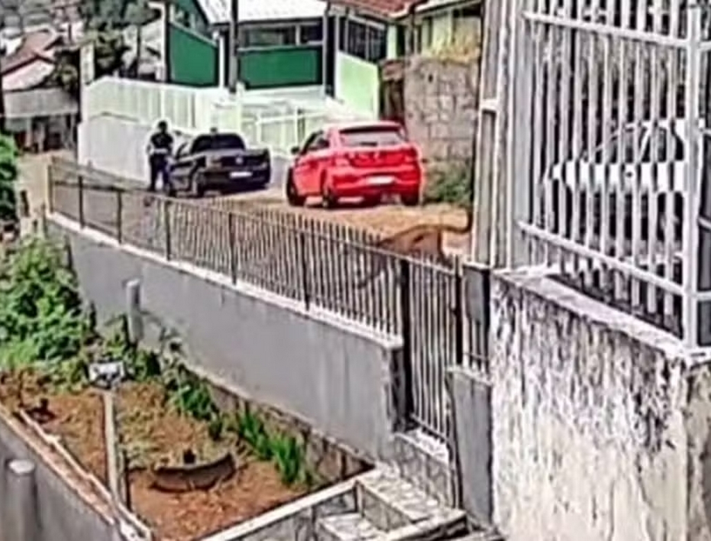 Onça (foto Reprodução Redes Sociais)
