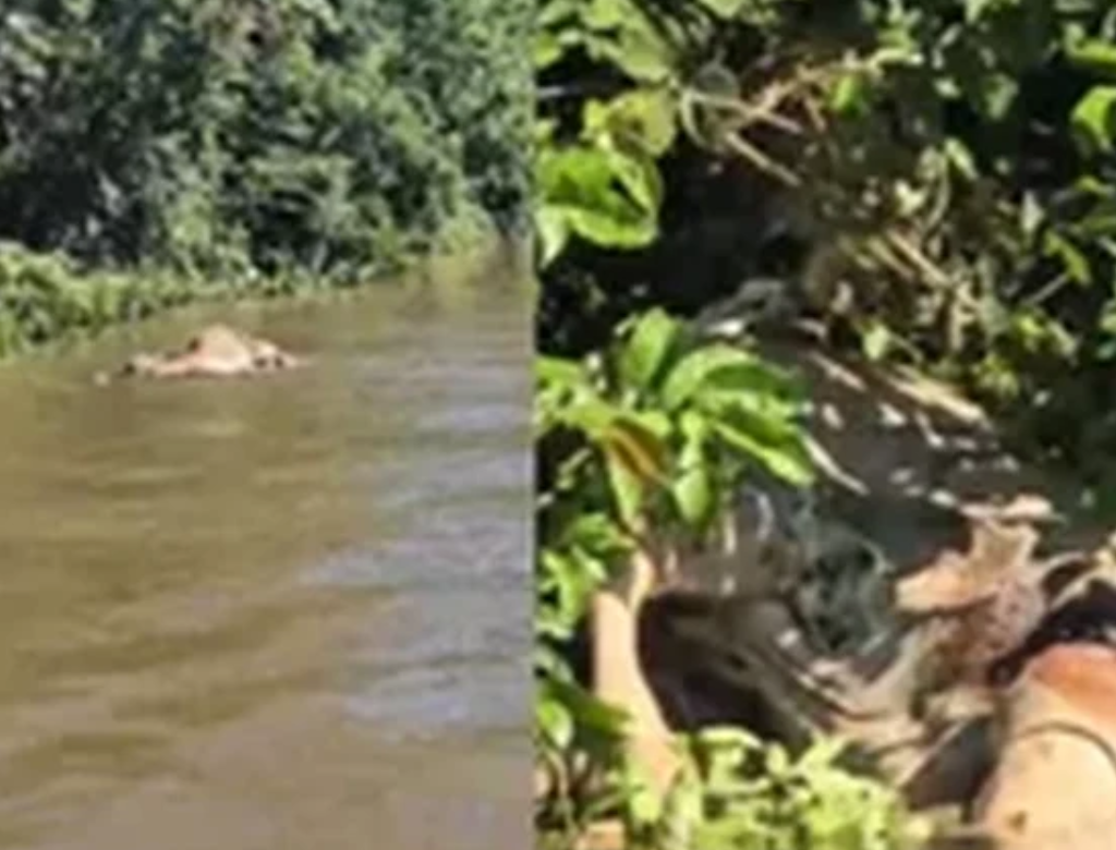 Onça Pintada é Flagrada Arrastando Boi Por Rio No Pantanal (foto Reprodução Redes Sociais)