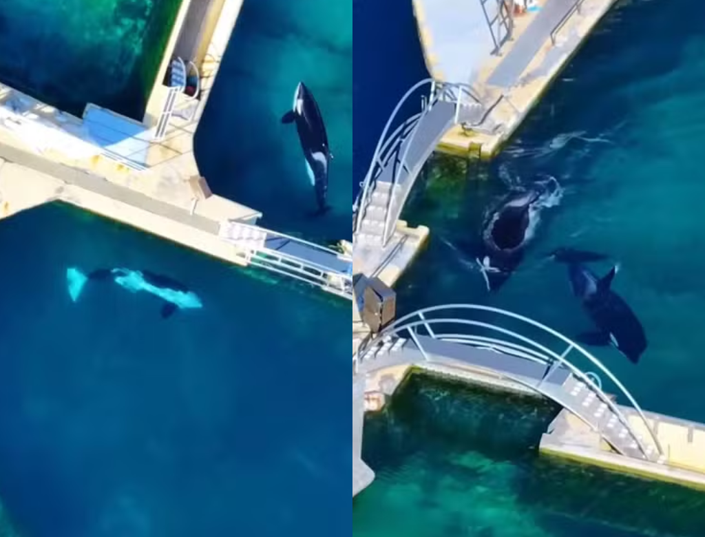 Orcas E Golfinhos Vivem Em Condições Alarmantes Em Parque Na França (foto Reprodução Redes Sociais)