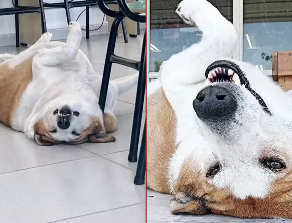 Podrão Silveira (foto Reprodução Redes Sociais) 1