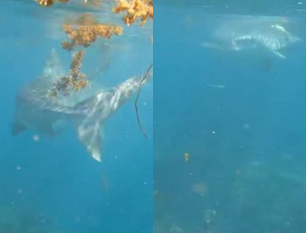 Tubarão Tigre Arrasta Mergulhadora Pelos Cabelos (foto Reprodução Redes Sociais)