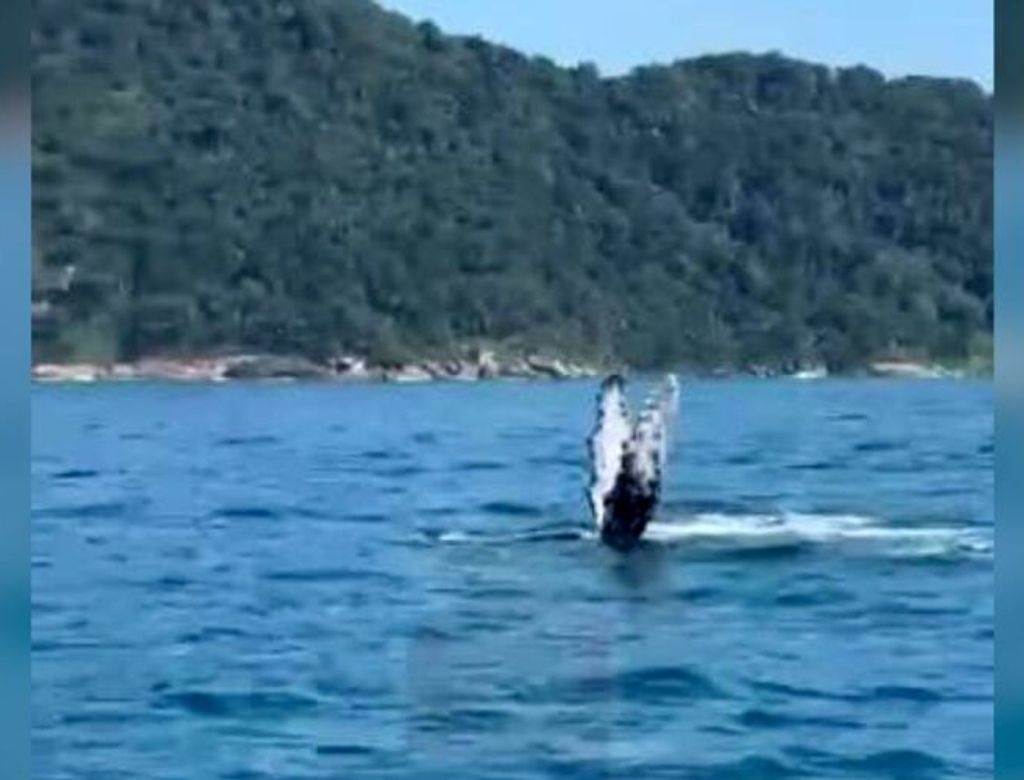 Baleia Praia Do Tombo Guaruja Instagram(1)