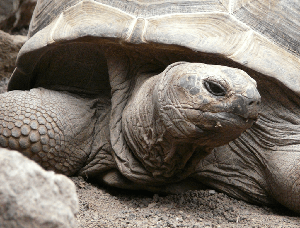 Qual O Animal Mais Velho Do Mundo 1(2)