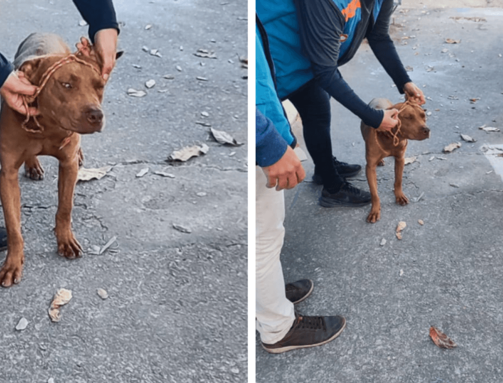 1 Cachorro 53308740(1)