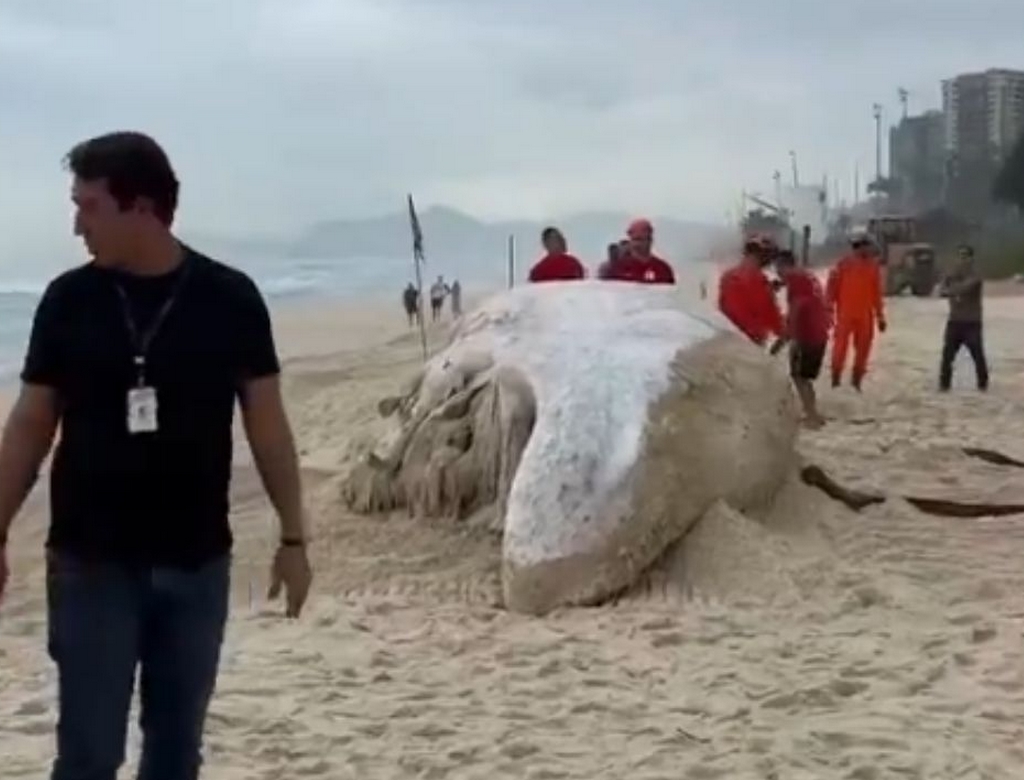 Baleia (foto Reprodução Redes Sociais) 3