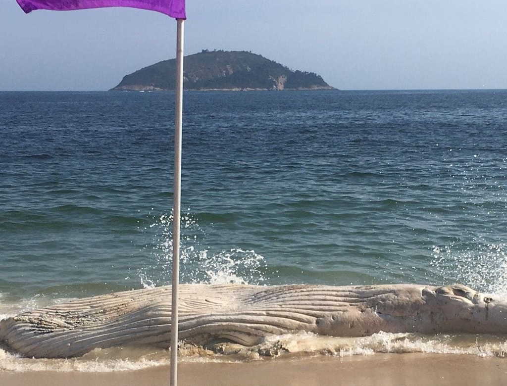 Baleia (foto Reprodução Redes Sociais) 4