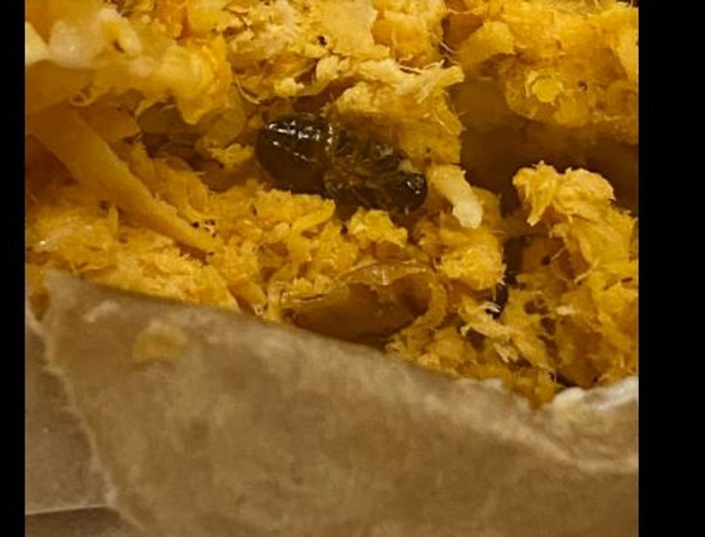 Barata Misturada Ao Recheio Do Pastel Reproducao E Odia(1)