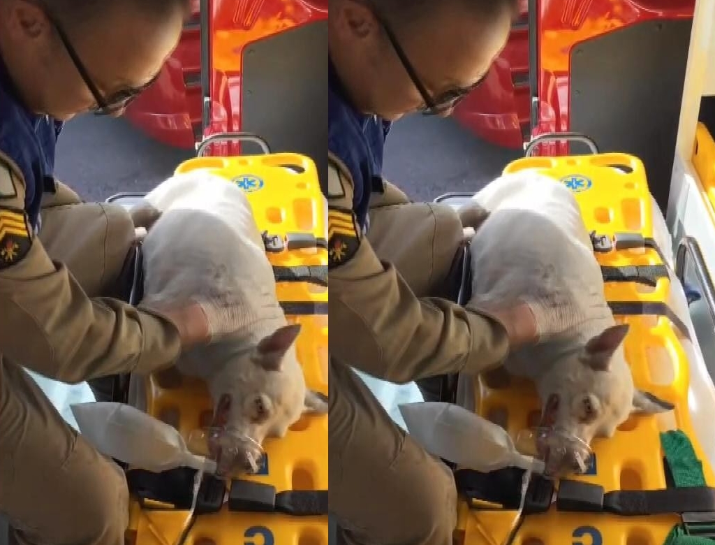 Cachorra (foto Reprodução Redes Sociais) 1