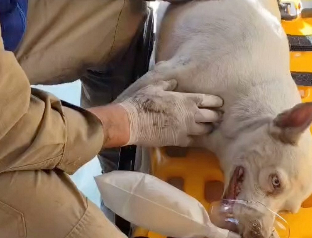 Cachorra (foto Reprodução Redes Sociais) 2