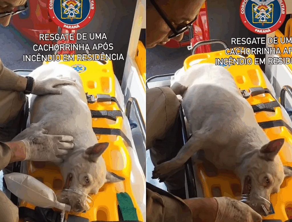 Cachorra (foto Reprodução Redes Sociais)