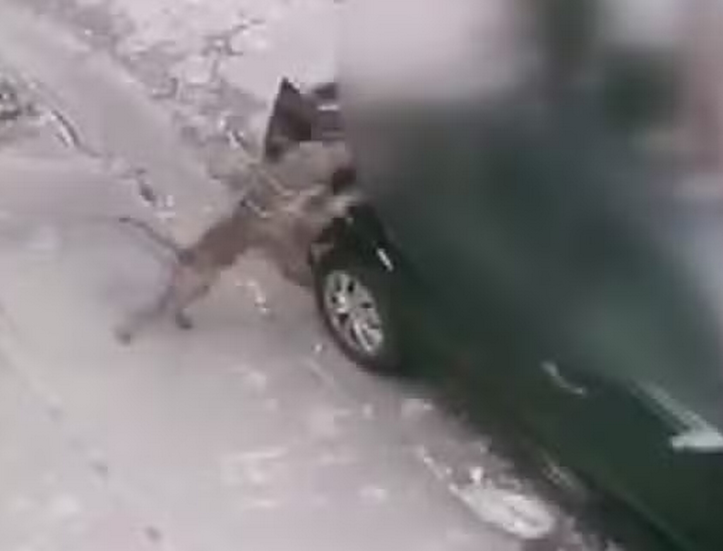 Cachorro (foto Reprodução Redes Sociais) 1