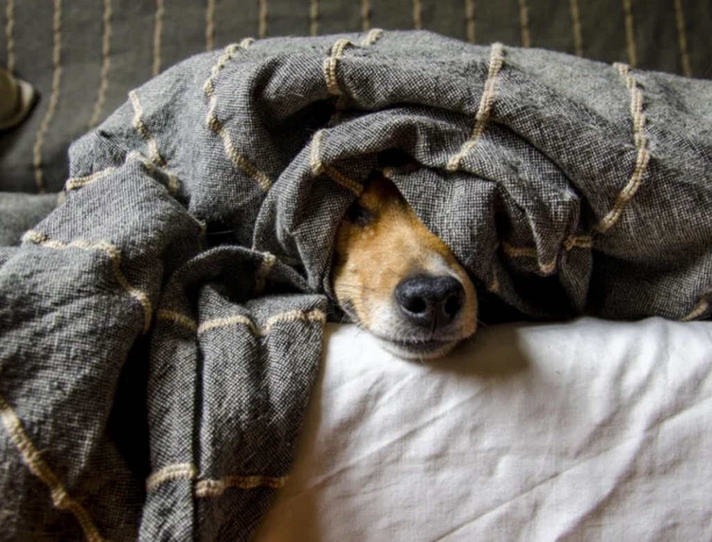 Cachorro (foto Reprodução Redes Sociais)