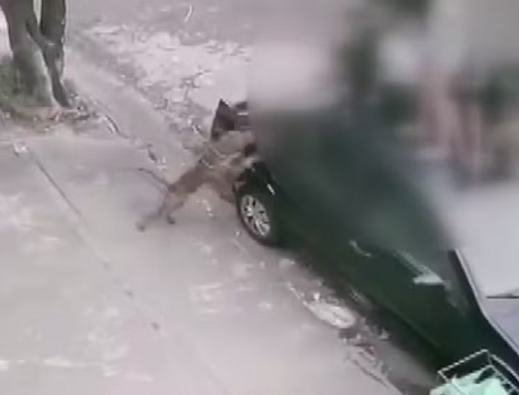 Cachorro (foto Reprodução Redes Sociais)