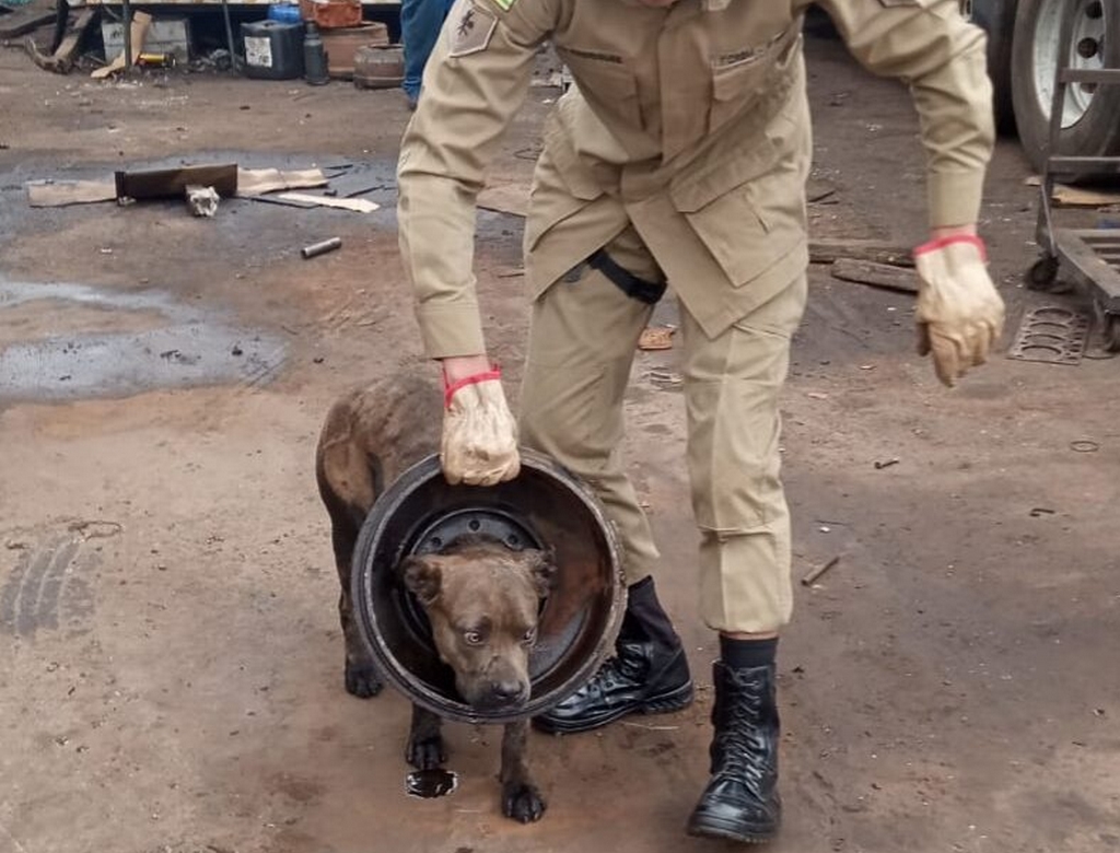 Cadela (foto Reprodução Redes Sociais) 2