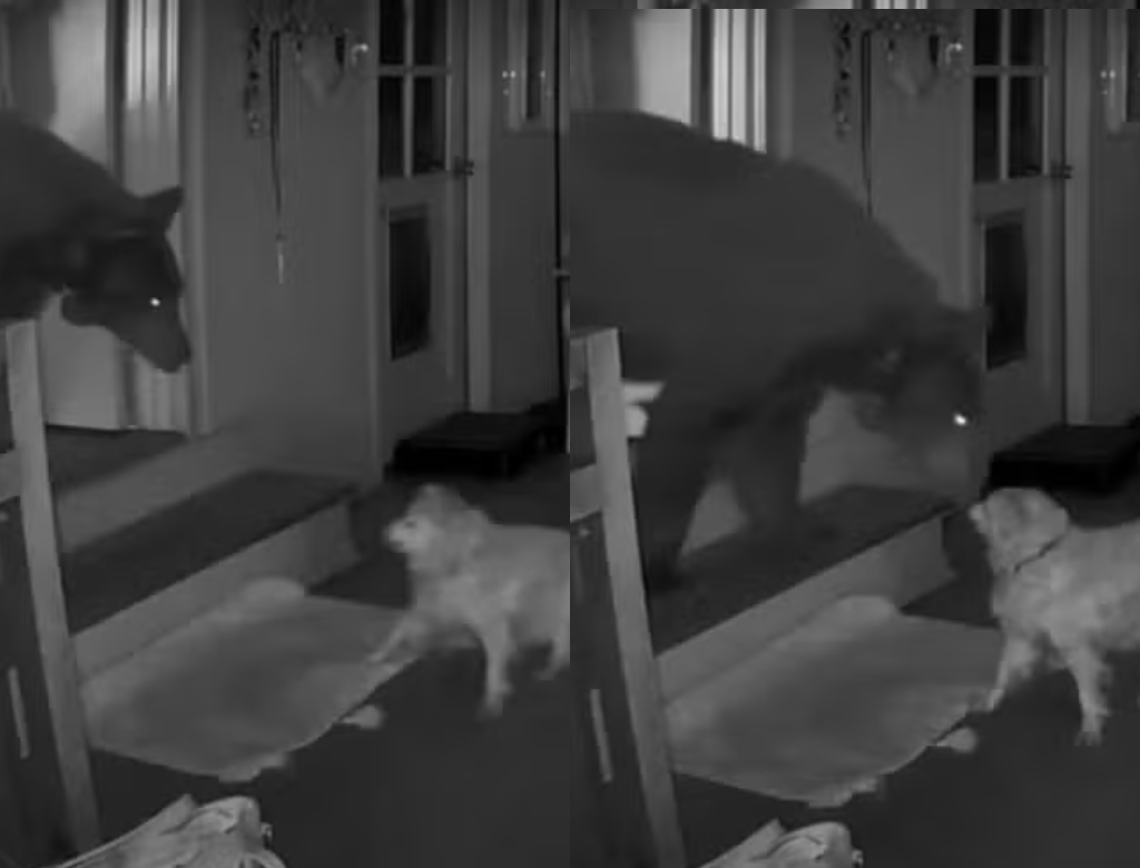 Cão Idoso Luta Contra Urso Que Invadiu Casa Enquanto Tutora Dormia (foto Reprodução Redes Sociais)