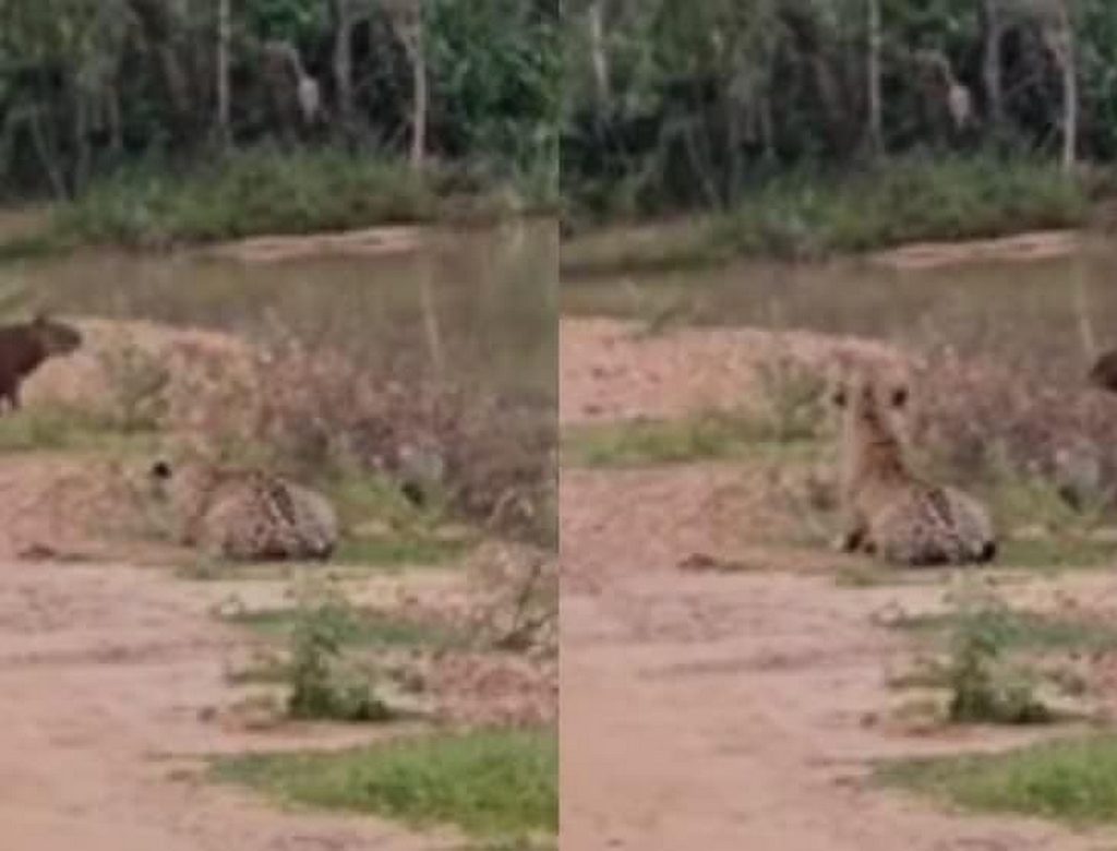 Capivara e Onça (foto Reprodução Redes Sociais) 