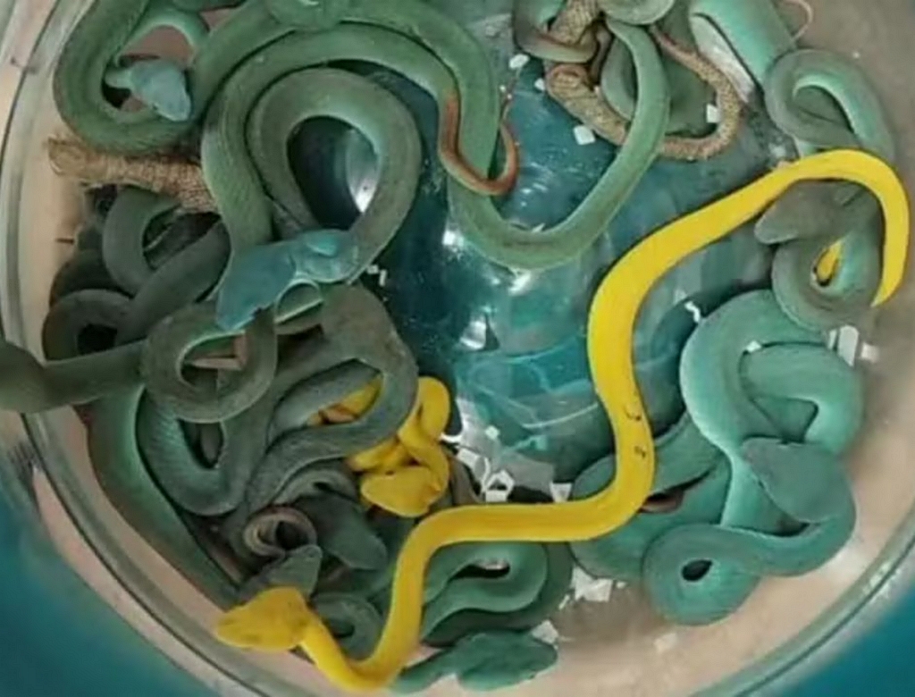 Cobras (foto Reprodução Redes Sociais) 2