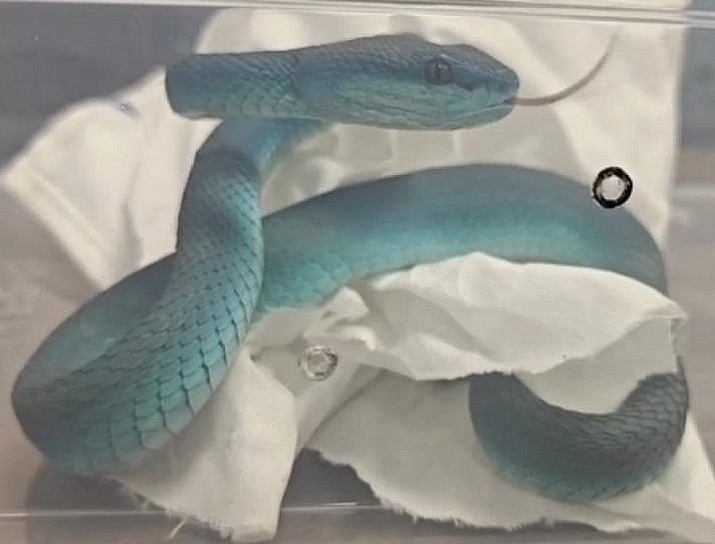 Cobras (foto Reprodução Redes Sociais) 3