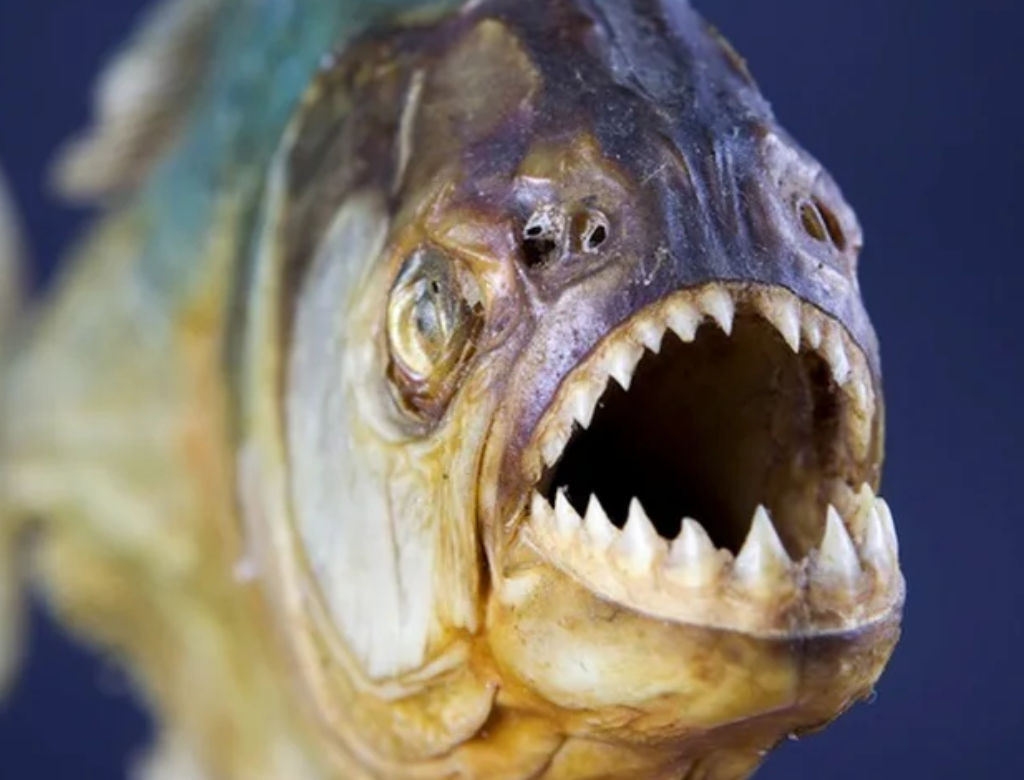 Criança De 9 Anos Tem Dedos Arrancados Por Piranha Em Goiás (foto Reprodução Redes Sociais)