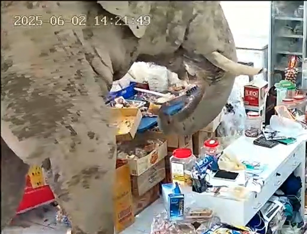 Elefante (foto Reprodução Redes Sociais) 3