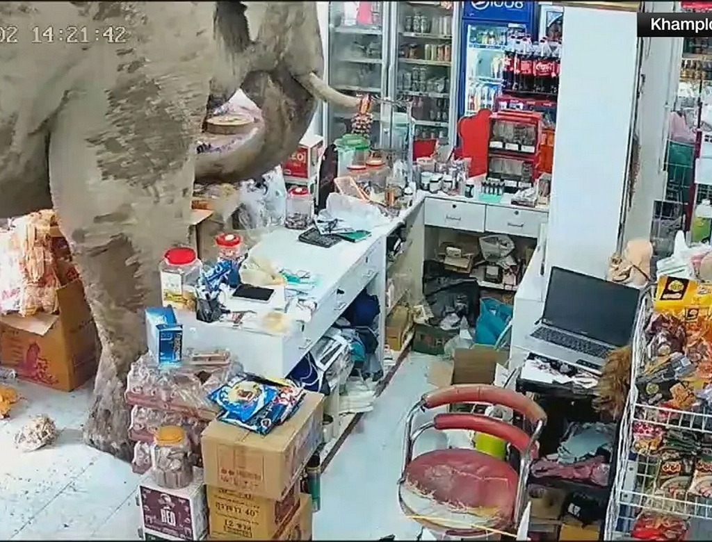 Elefante (foto Reprodução Redes Sociais)
