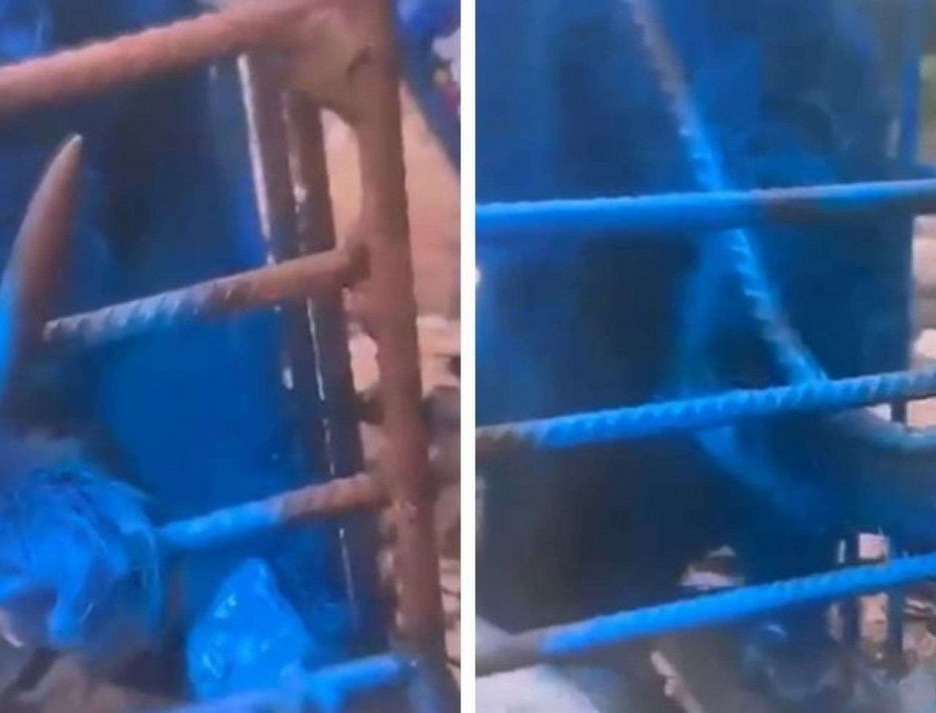 Macaco (foto Reprodução Redes Sociais) 1