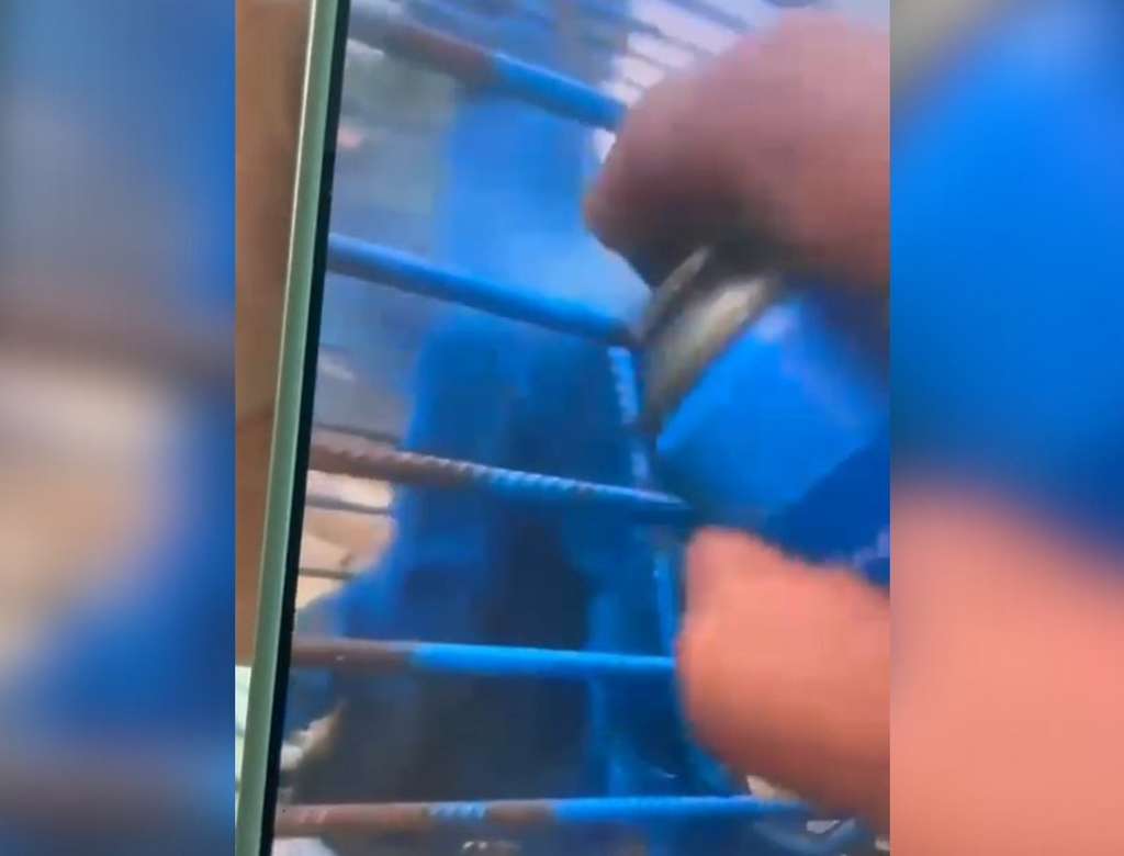 Macaco (foto Reprodução Redes Sociais)