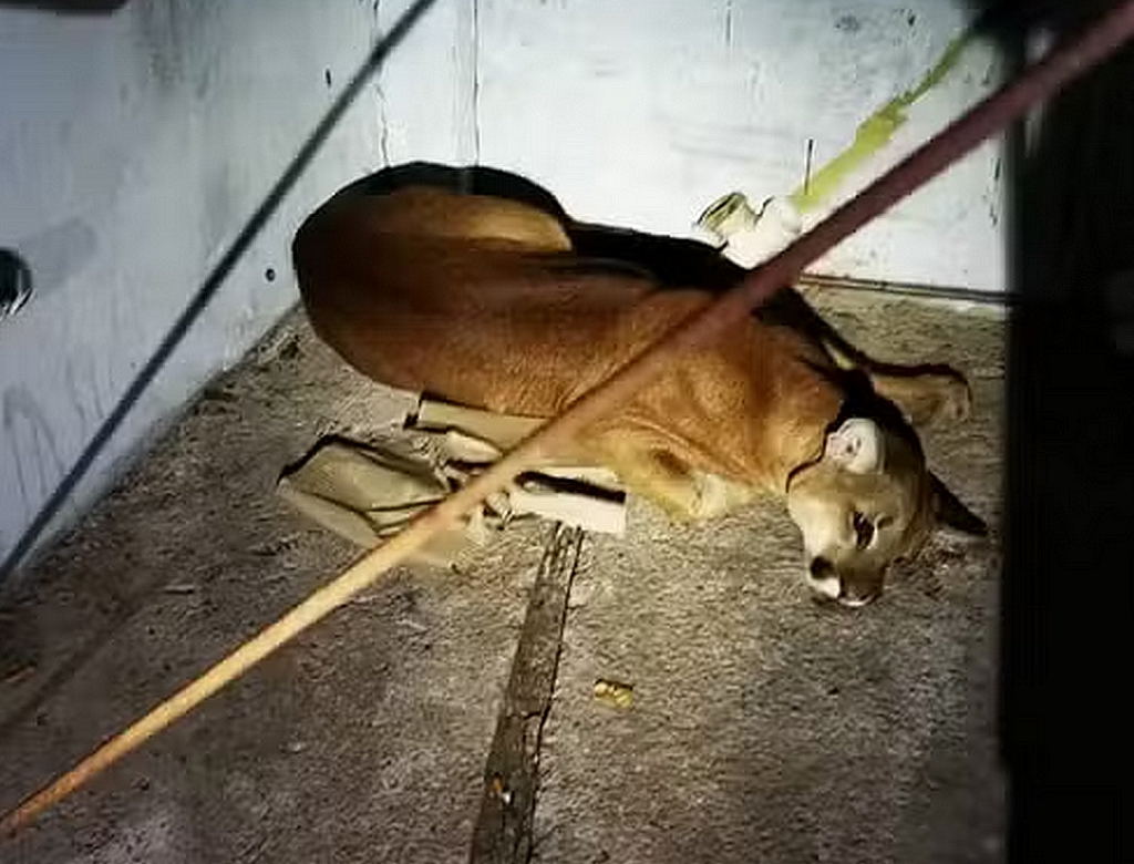 Onça (foto Reprodução Redes Sociais) 1