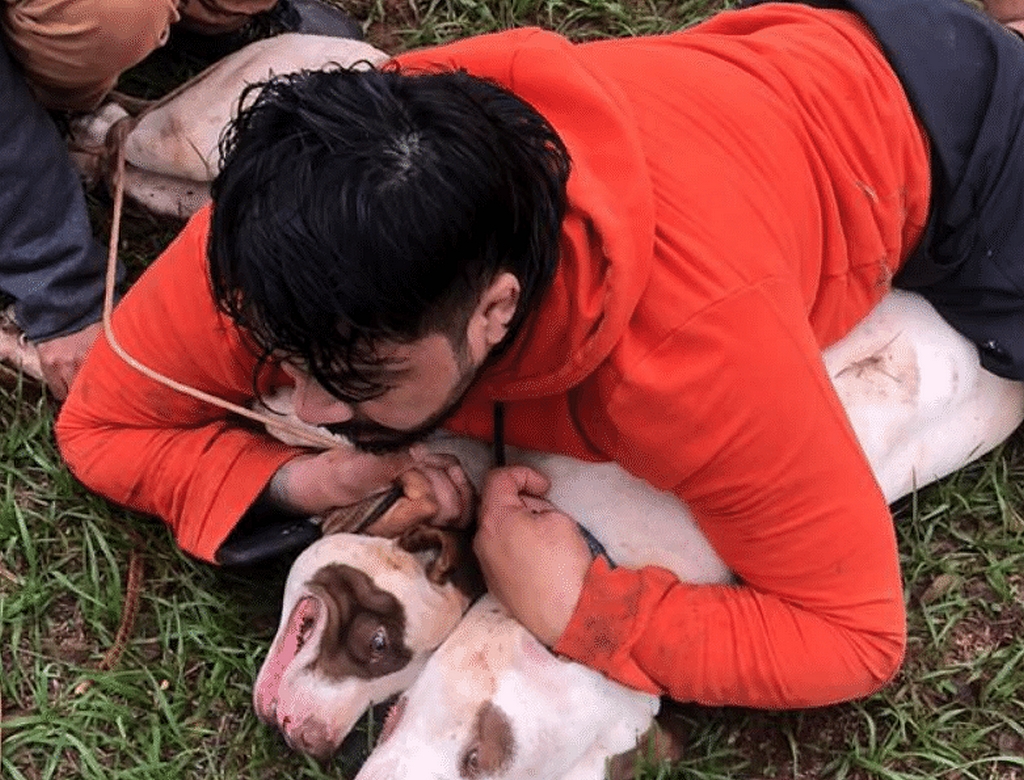 Pitbull (foto Reprodução Redes Sociais)